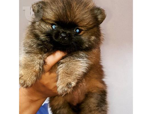 Κουτάβια Pomeranian